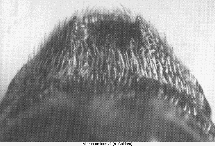 miarus_ursinus_abd.gif