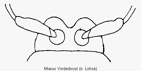 miarus_vorderbrust.gif