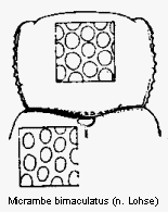 micrambe_bimaculatus_vk.gif