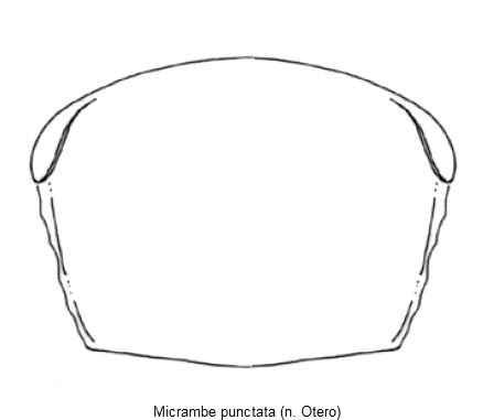micrambe_punctata_hsch.gif