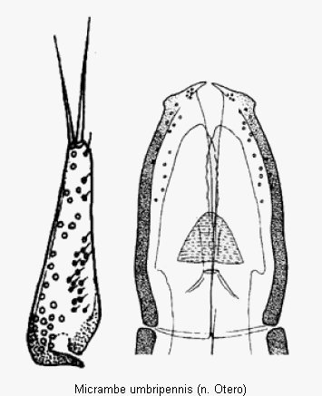 micrambe_umbripennis.gif