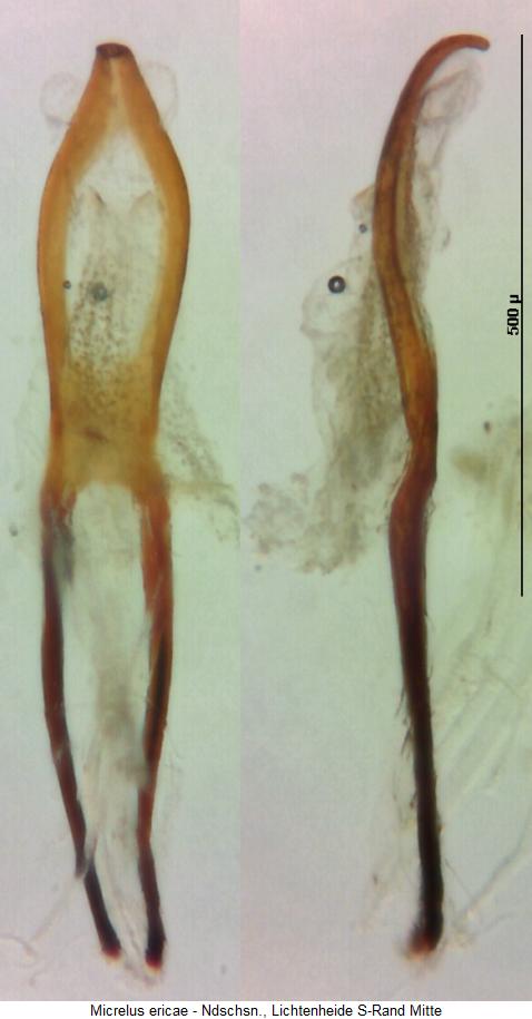 micrelus_ericae.jpg