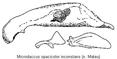 microdaccus_inconstans.gif