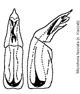microhoria_fasciata.gif