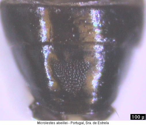 microlestes_abeillei_as.jpg