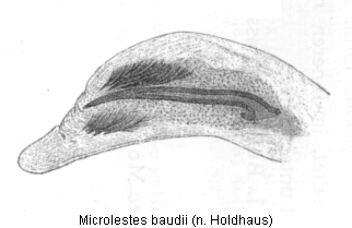 microlestes_baudii_hh.gif