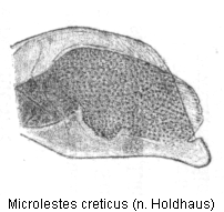 microlestes_creticus_hh.gif
