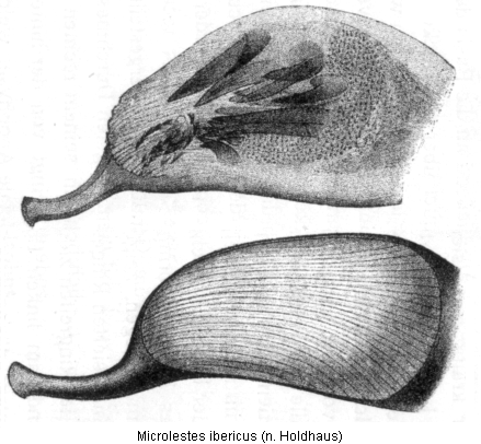 microlestes_ibericus_hh.gif