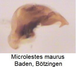 microlestes_maurus.jpg