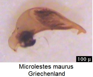 microlestes_maurus2.jpg