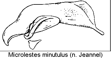 microlestes_minutulus.gif