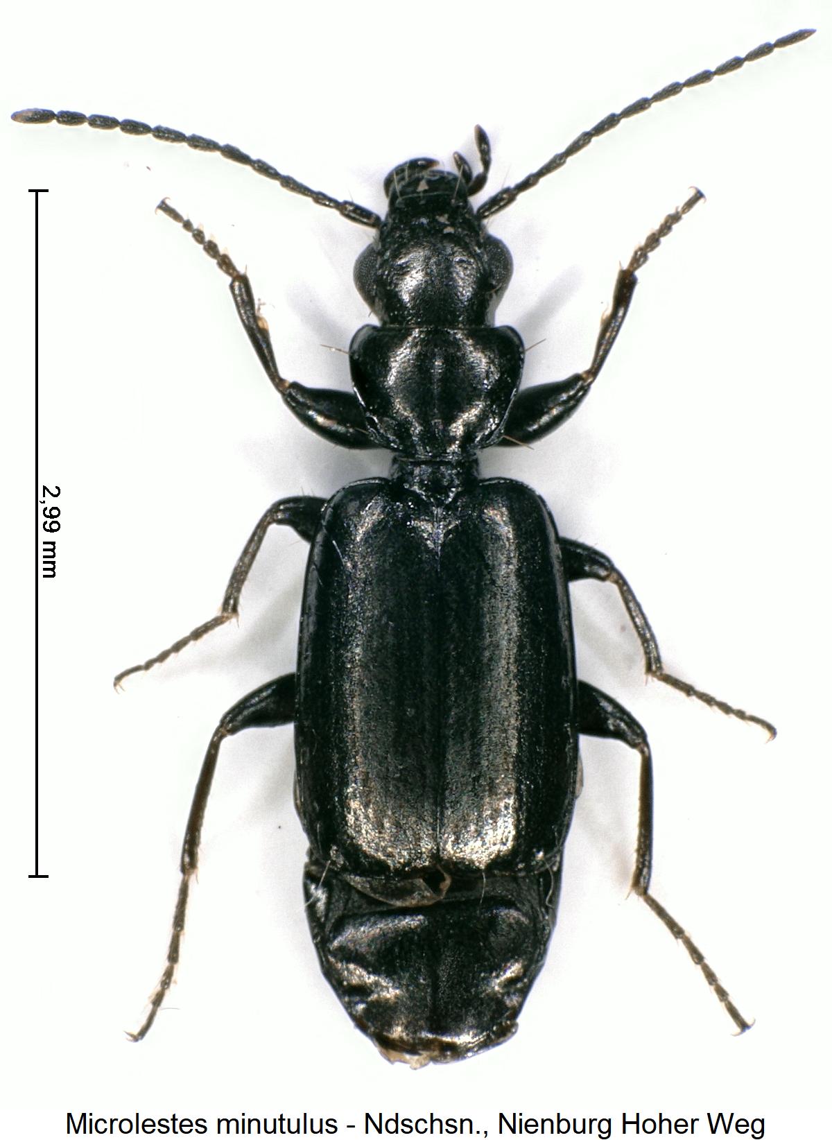 microlestes_minutulus_hab.jpg