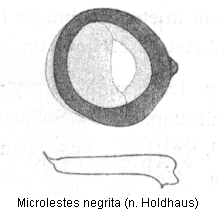microlestes_negrita_ar.gif