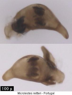microlestes_reitteri.jpg