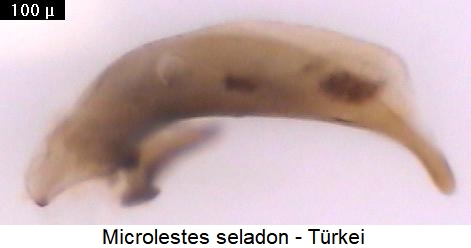 microlestes_seladon.jpg