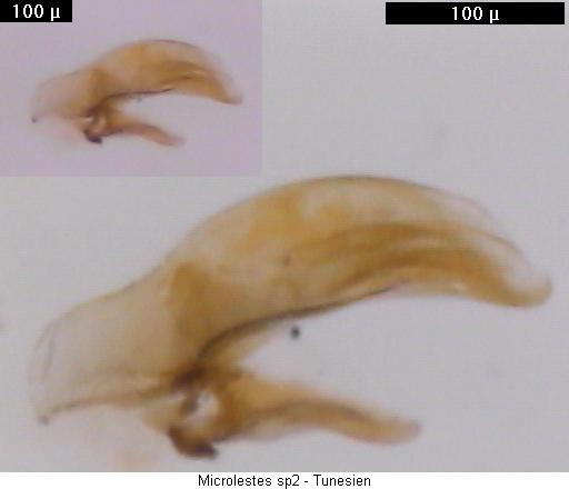 microlestes_sp2_tunesien2.jpg