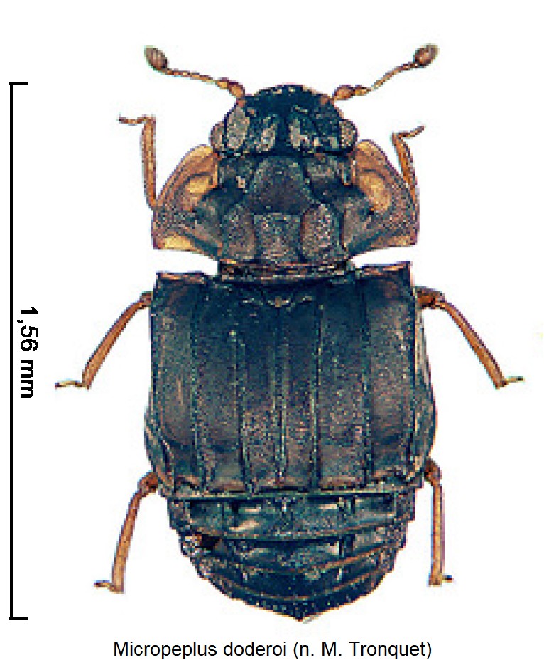 micropeplus_doderoi_hab.jpg