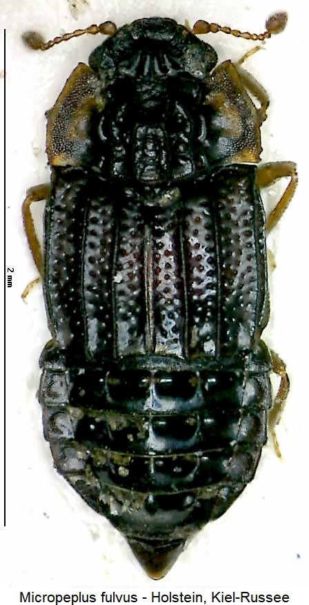 micropeplus_fulvus_hab.jpg