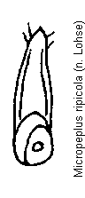 micropeplus_ripicola.gif
