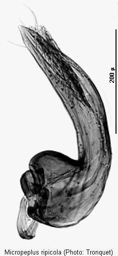 micropeplus_ripicola2.gif