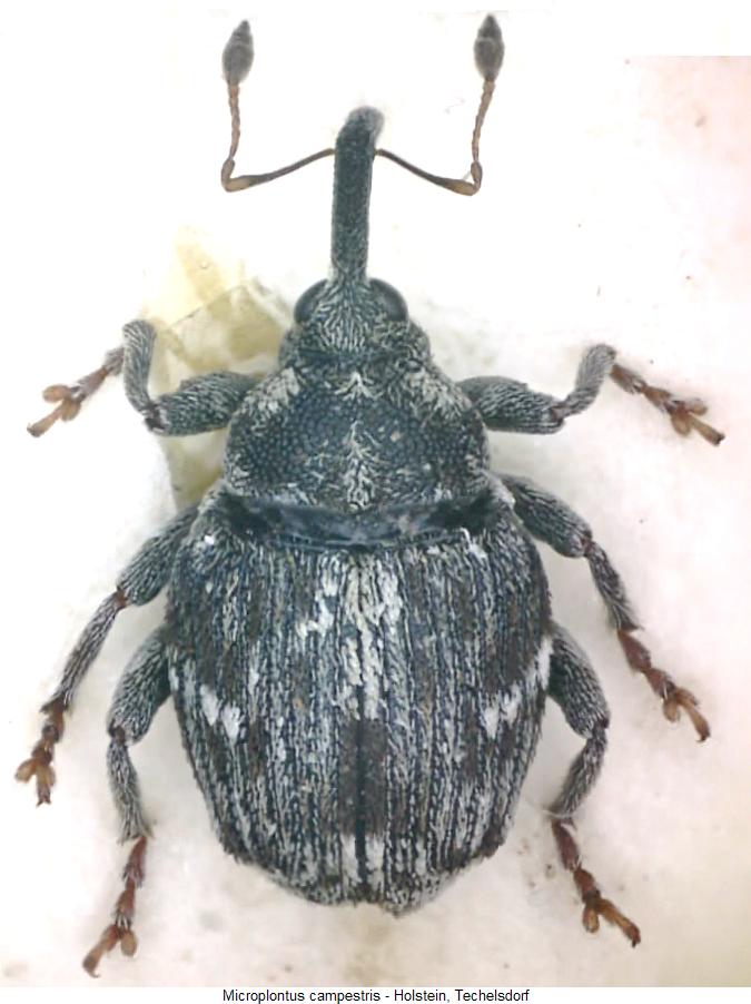microplontus_campestris_hab.jpg