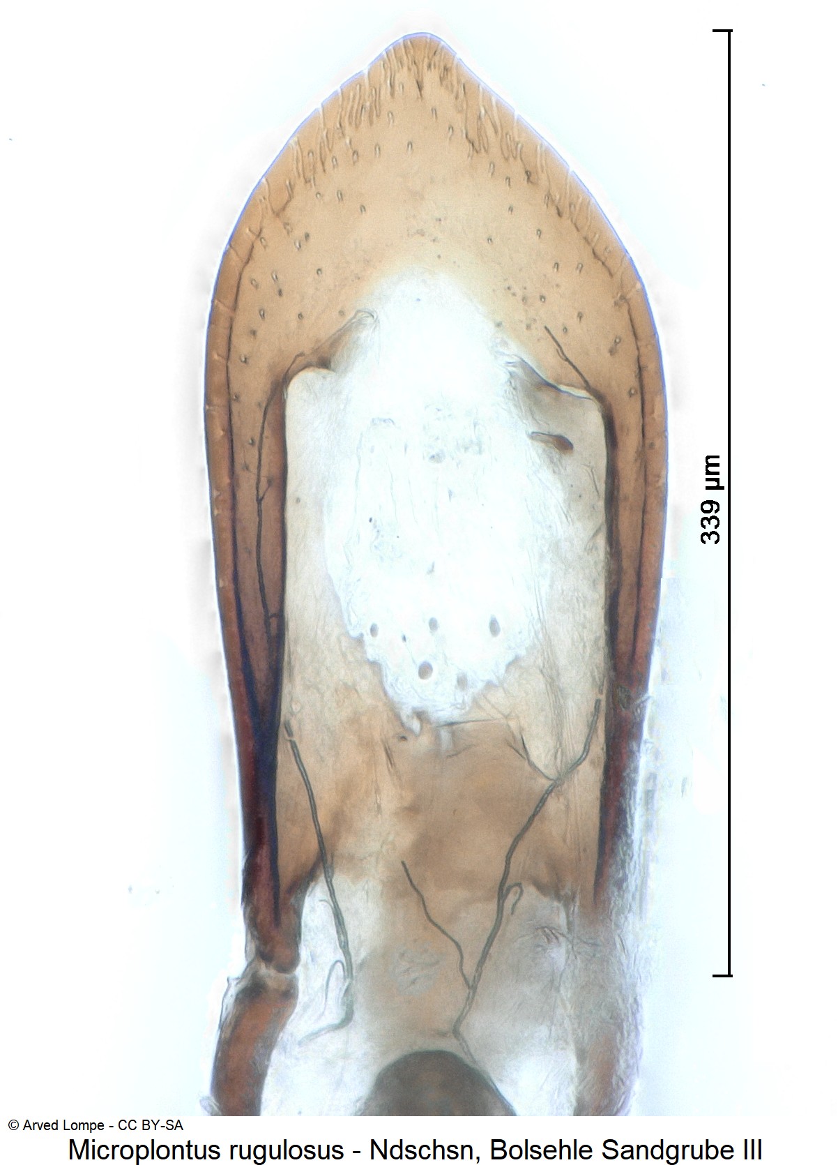 microplontus_rugulosus_ck32065821-1.jpg