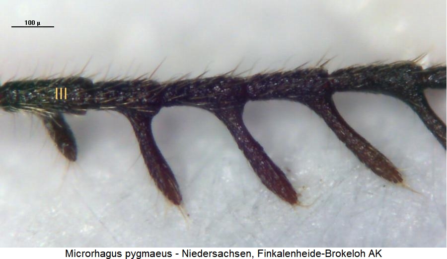 microrhagus_pygmaeus_f.jpg