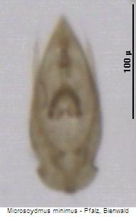 microscydmus_minimus.jpg