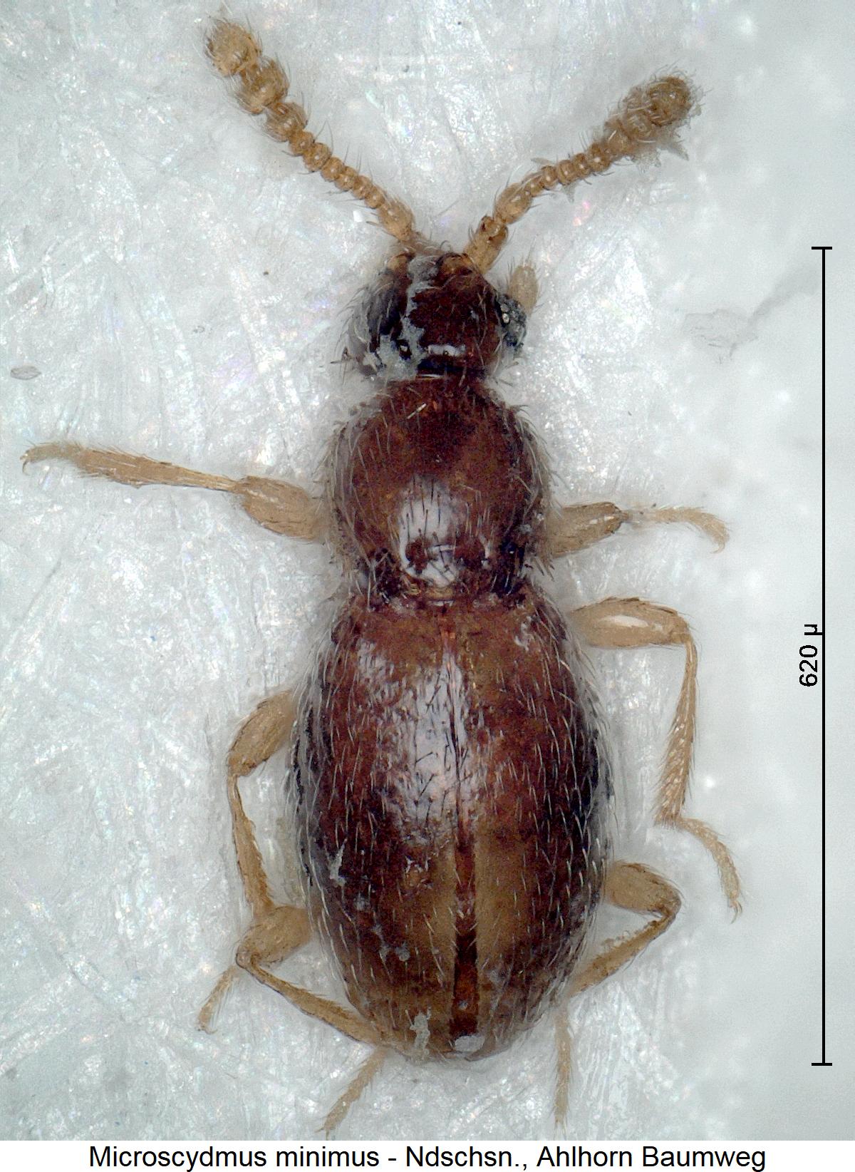 microscydmus_minimus_hab1.jpg