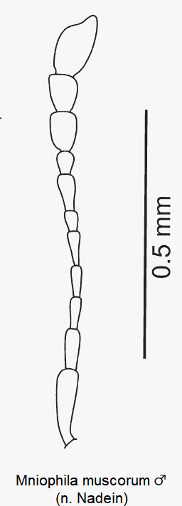 mniophila_muscorum_m_f.gif