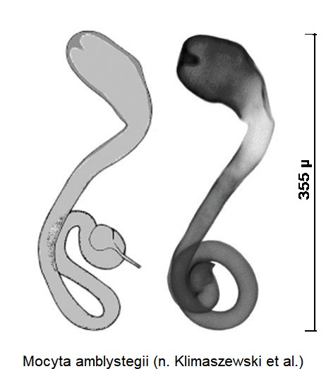 mocyta_amblystegii_sperm.jpg