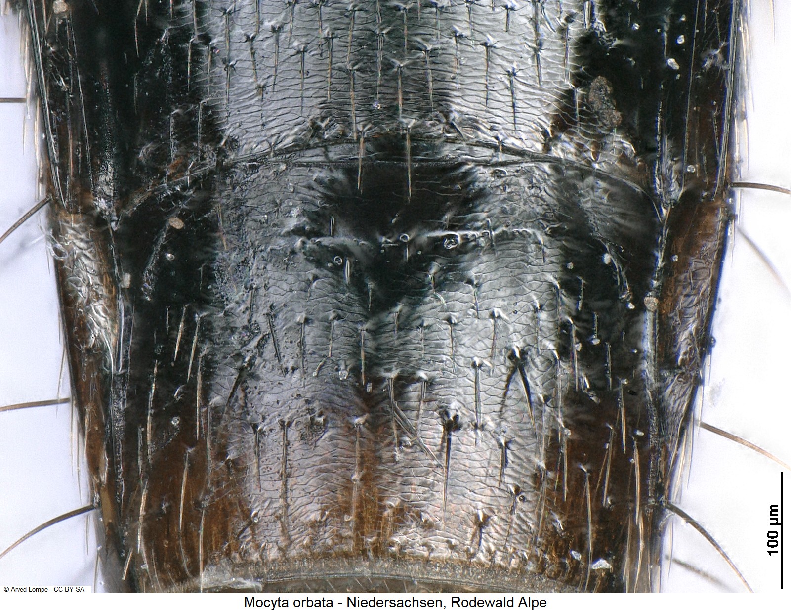 mocyta_orbata_ck29873820_ms.jpg