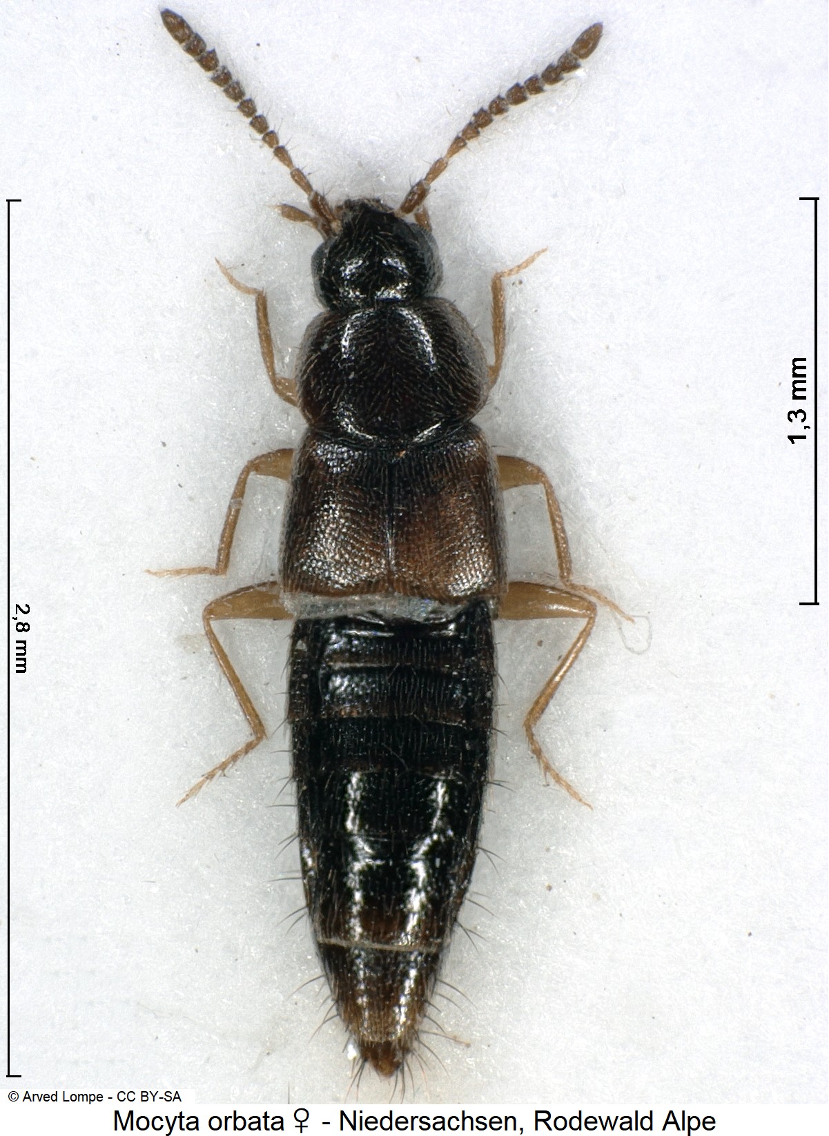 mocyta_orbata_w_ck29873820_hab.jpg