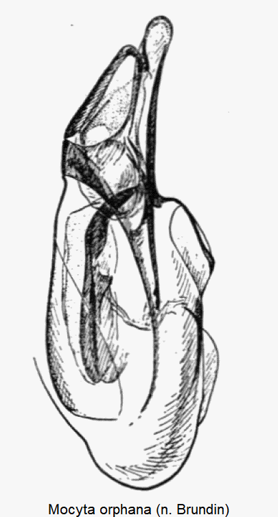 mocyta_orphana.gif