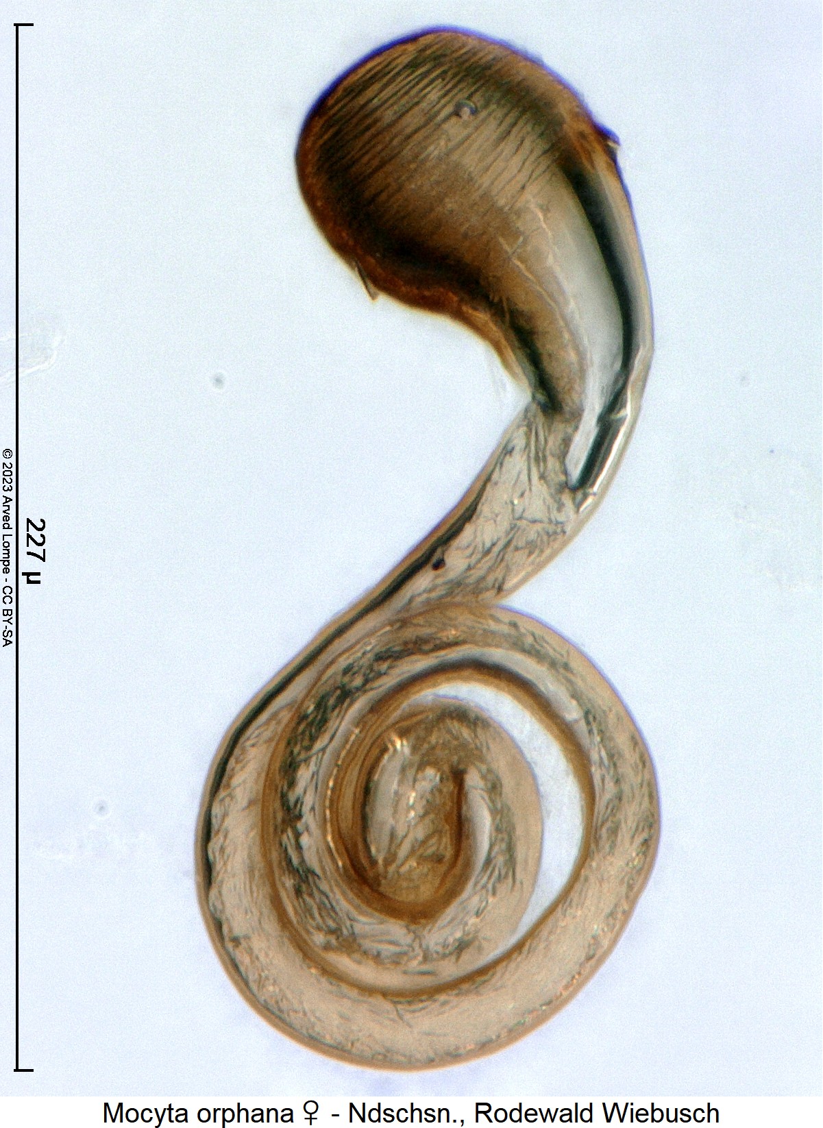 mocyta_orphana_sperm.jpg