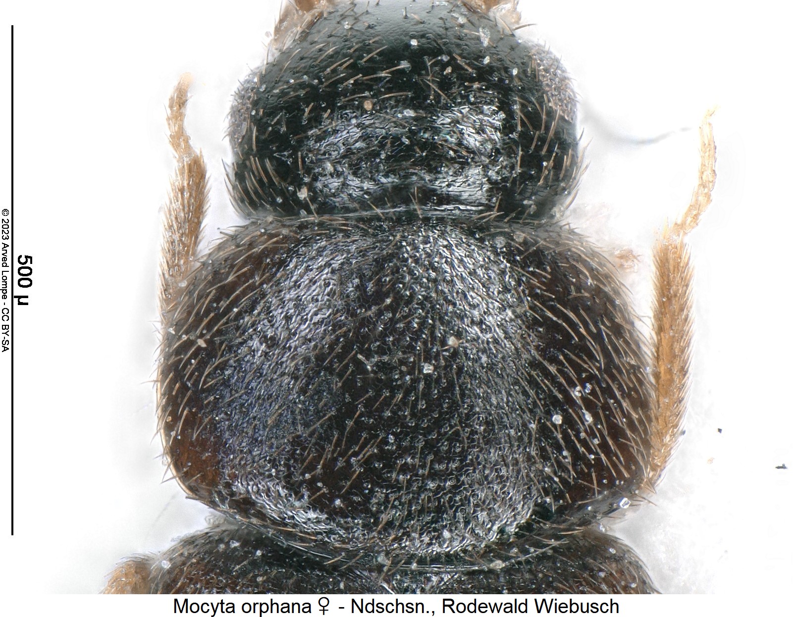 mocyta_orphana_w_vk.jpg