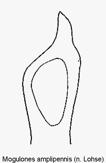 mogulones_amplipennis.gif