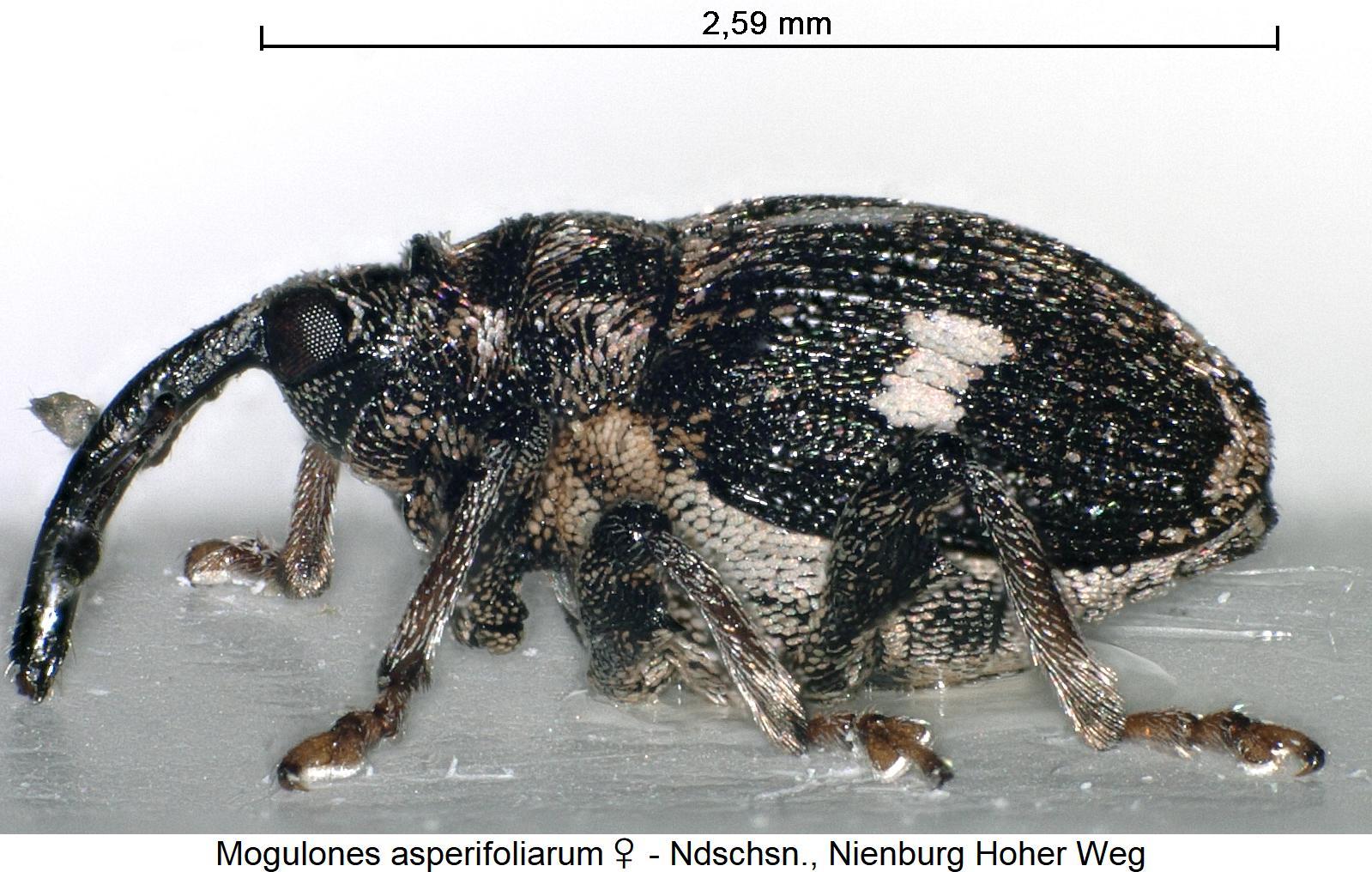 mogulones_asperifoliarum_w_sa.jpg