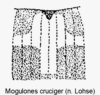 mogulones_cruciger_scut.gif