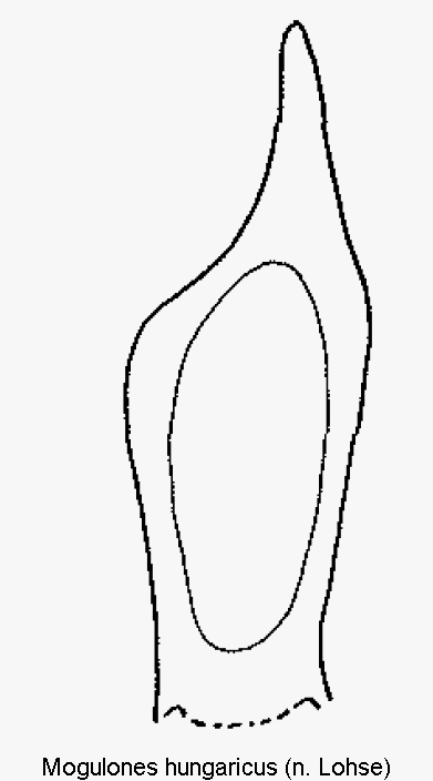 mogulones_hungaricus.gif