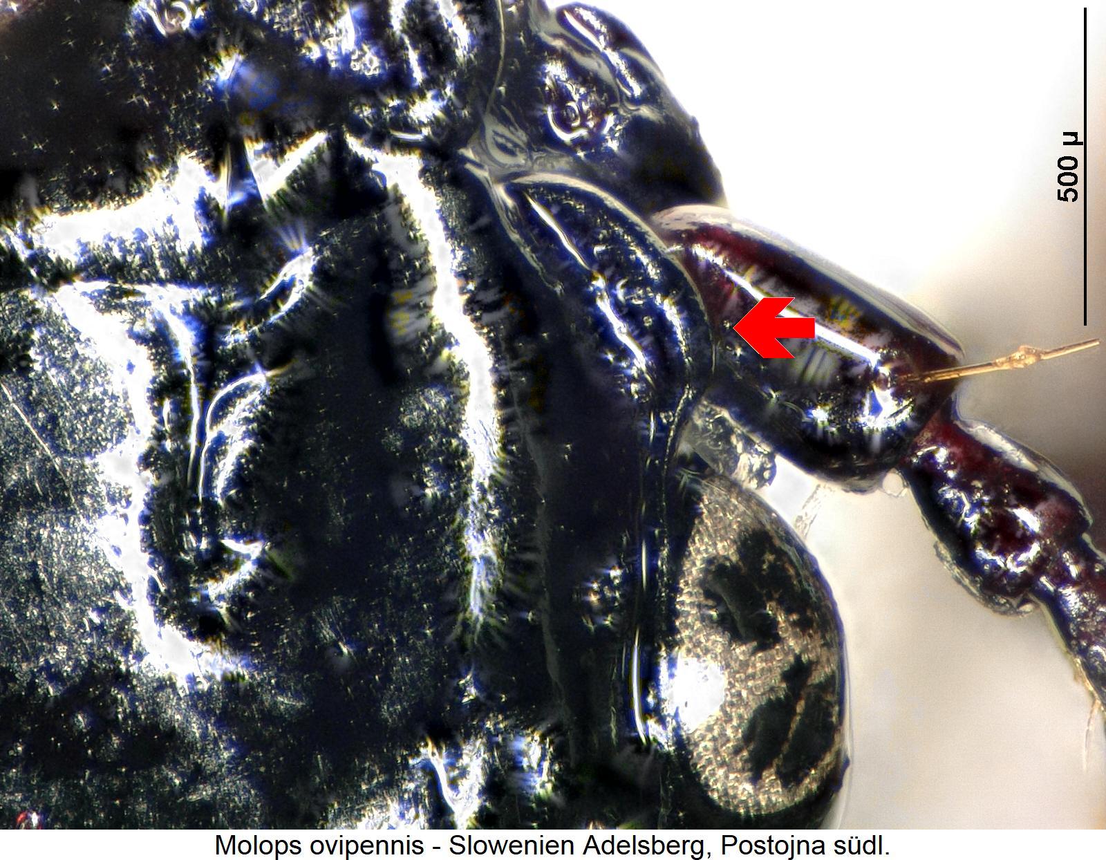 molops_ovipennis_k.jpg