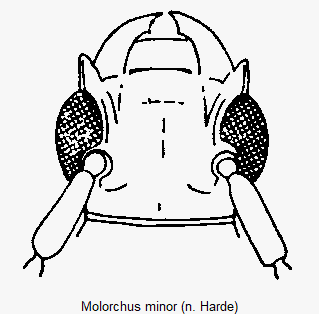 molorchus_minor_k.gif