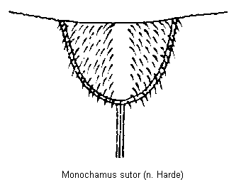 monochamus_sutor_sch.gif