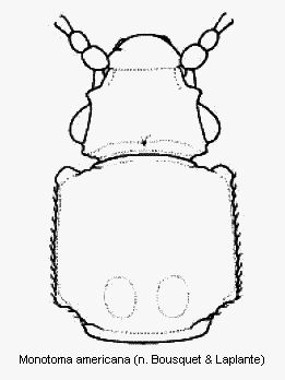 monotoma_americana_vk.gif