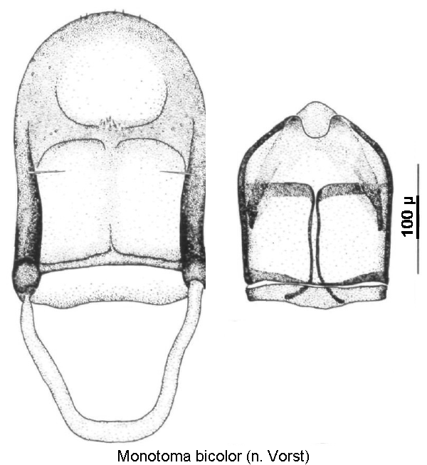 monotoma_bicolor2.gif