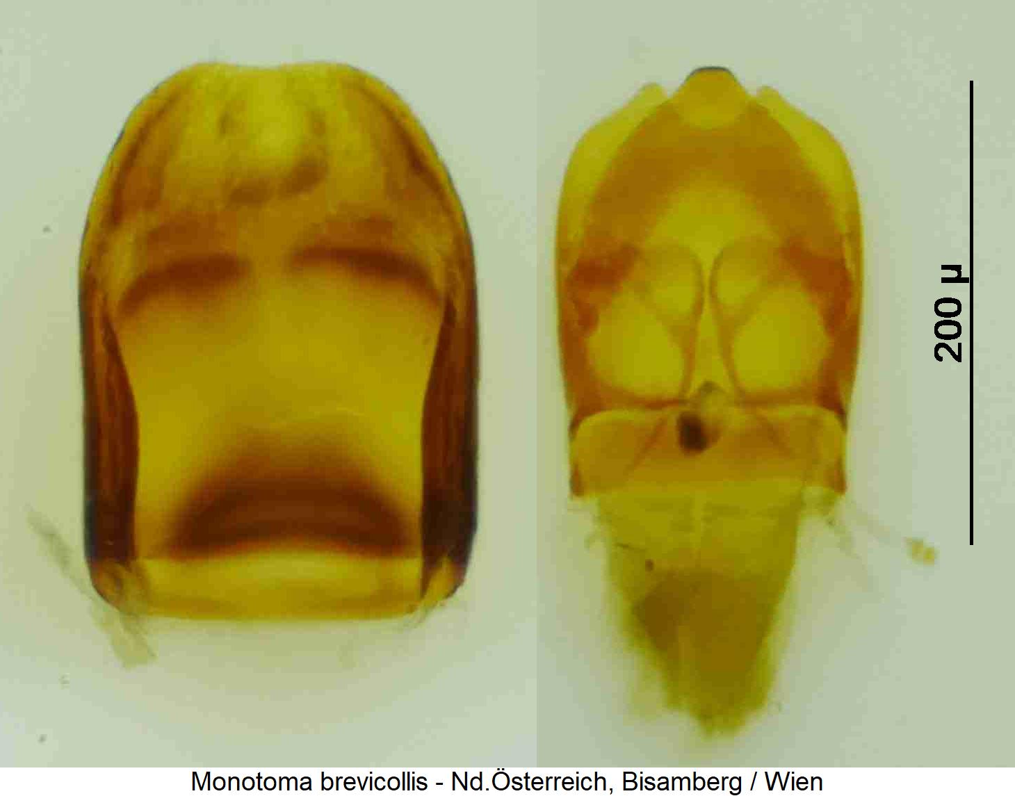 monotoma_brevicollis.jpg
