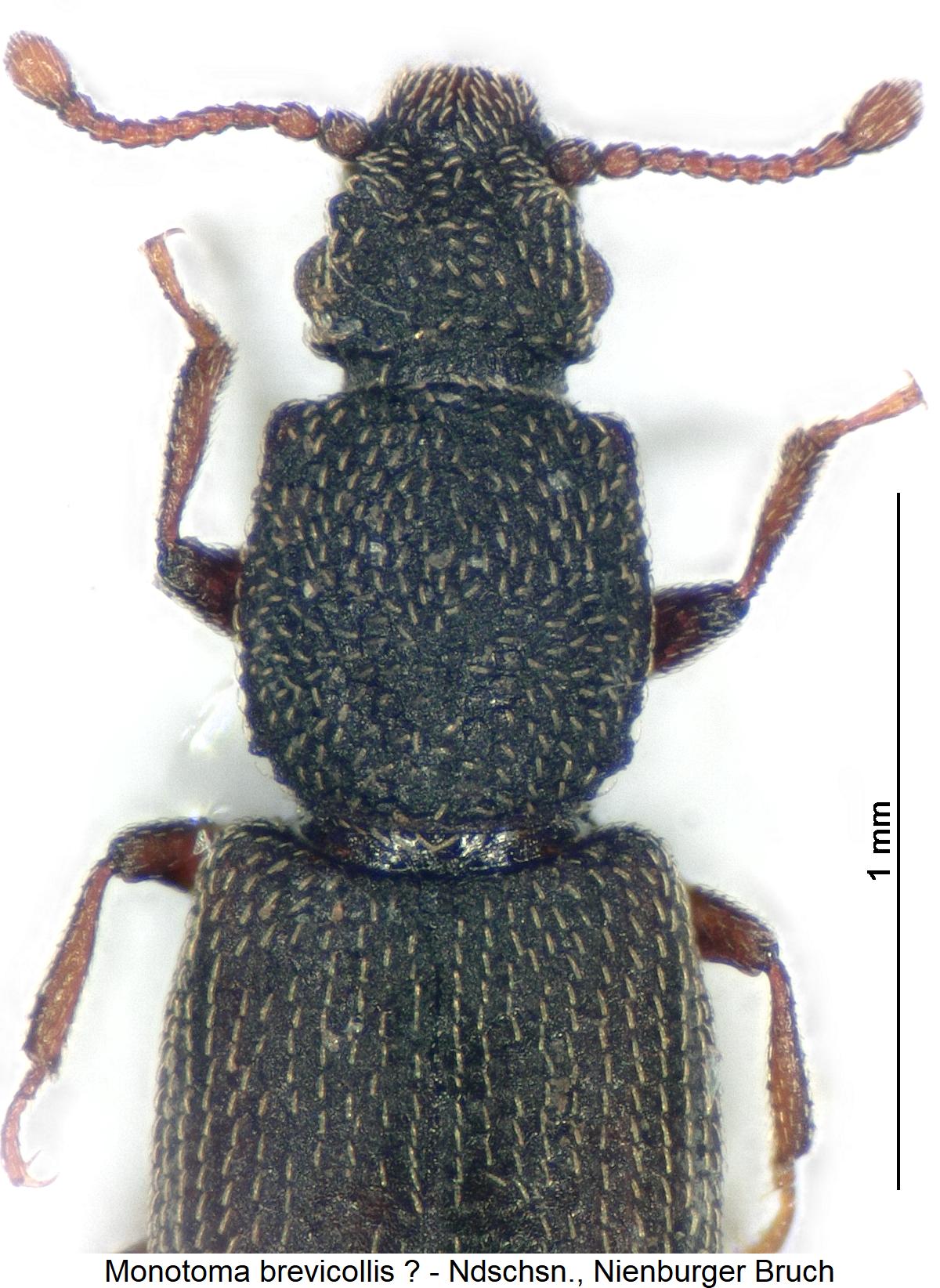 monotoma_brevicollis_vk2.jpg