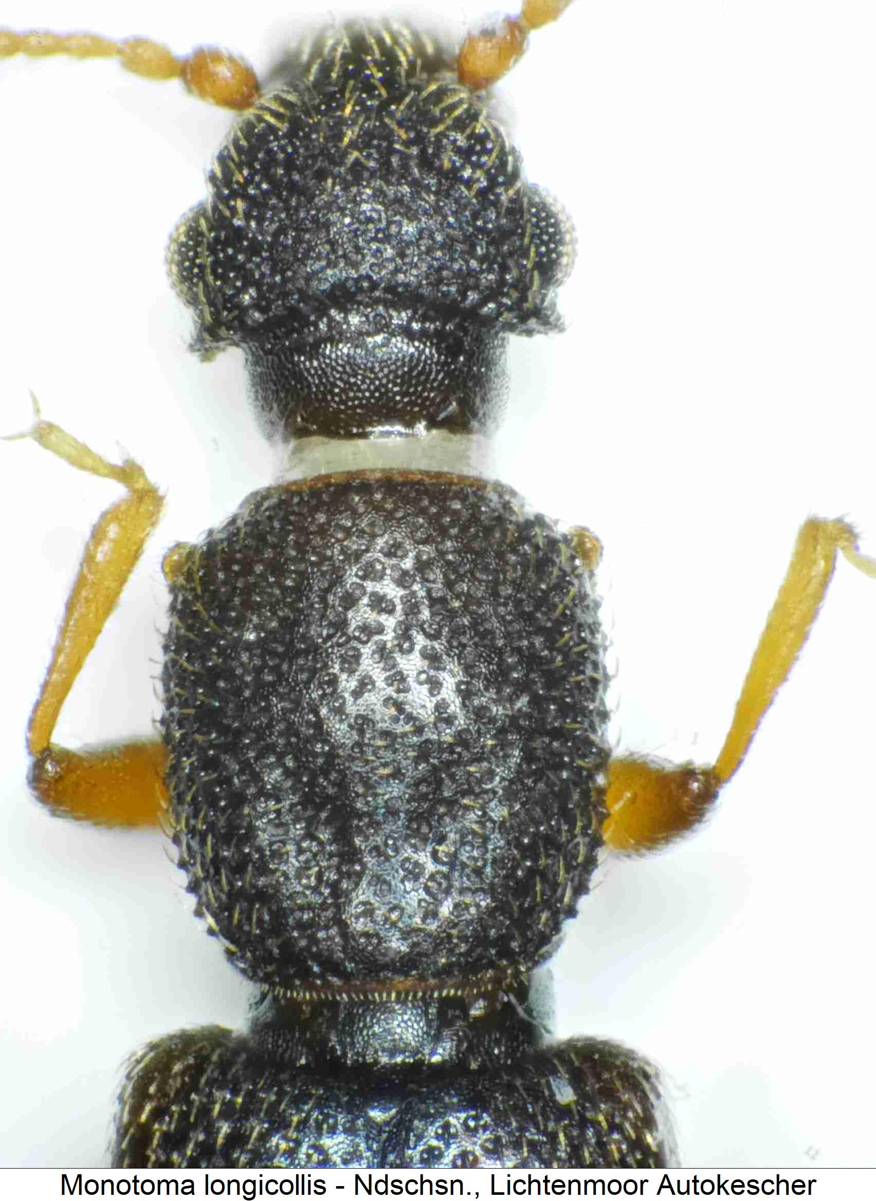 monotoma_longicollis_hsch.jpg