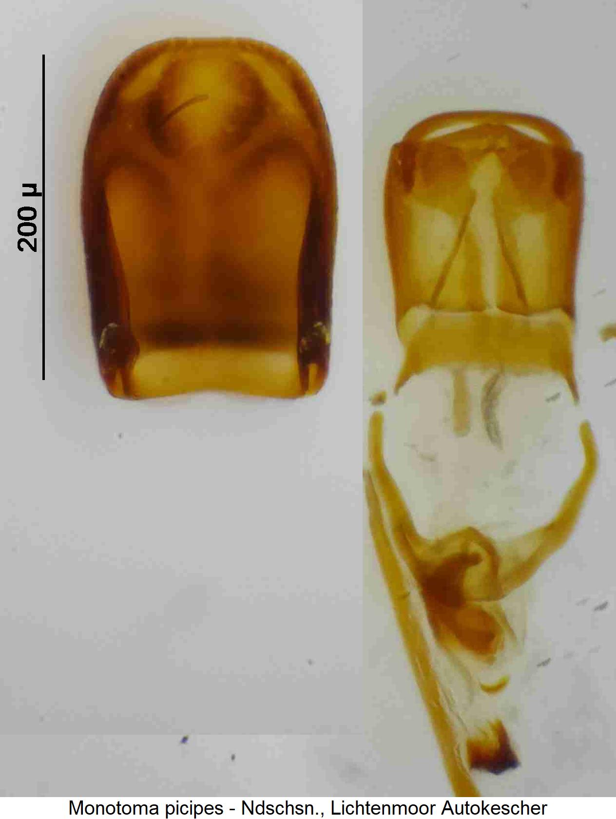 monotoma_picipes.jpg