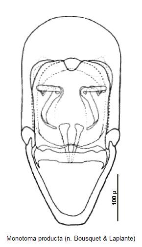 monotoma_producta.jpg